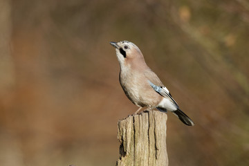 Poster - Jay, Garrulus glandarius