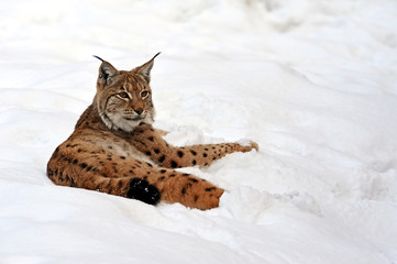 Wall Mural - Portrait of a Lynx