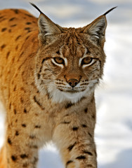 Wall Mural - lynx in their