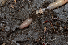 Earthworm Tunneling