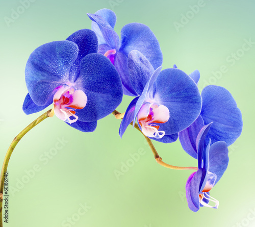 Naklejka na drzwi orchidée bleue