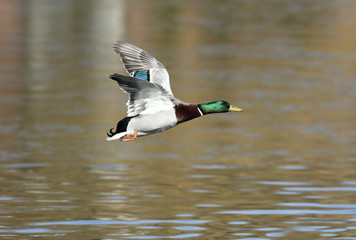 Wall Mural - mallard, anas platyrhynchos