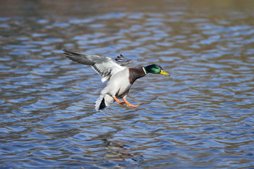Wall Mural - mallard, anas platyrhynchos