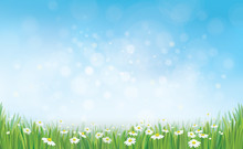 Vector Sky Background With Grass And Chamomile.