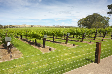 Grape Vines