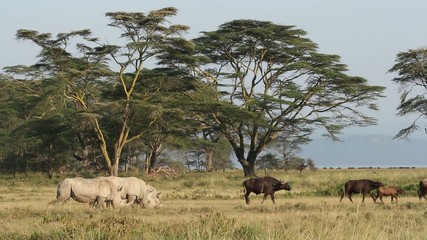 Canvas Print - White rhinoceros feeding with African buffaloes, Lake Nakuru