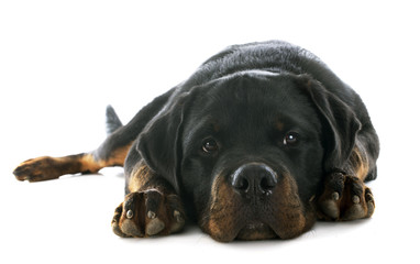 Canvas Print - puppy rottweiler