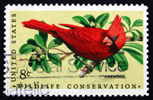 Postage Stamp USA 1972 Cardinal, Passerine Bird