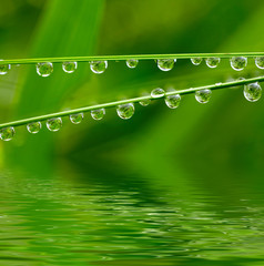 Poster - Water drops on green grass