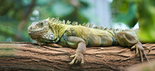 Iguana On A Log