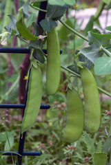 Pod green peas growing on a branch