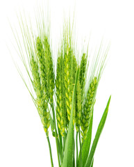 Wall Mural - Green wheat isolated