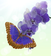 Dark Blue Butterfly And Orchid Blossom On Light Background