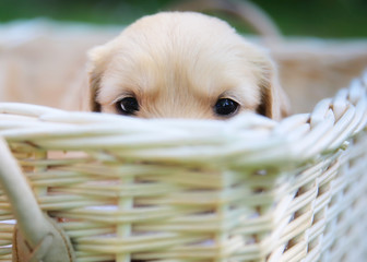 Poster - Curious golden retriever puppy