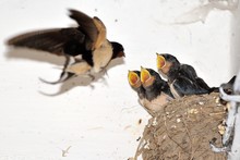 Young Barn Swallow In Nest With Open Mouth