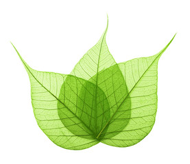 Wall Mural - Macro green leaves isolated on white background