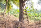 Fototapeta Desenie - Old staircase at the tree