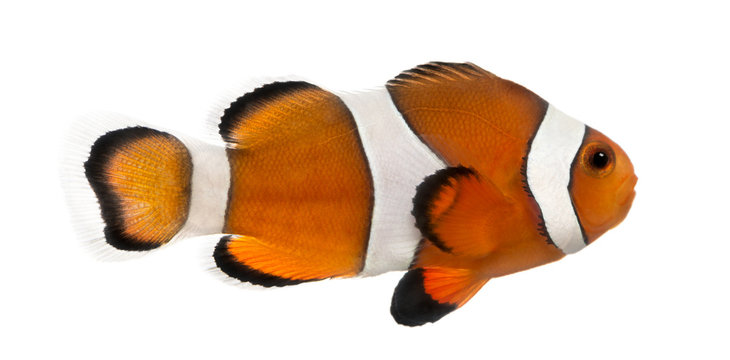 side view of an ocellaris clownfish, amphiprion ocellaris