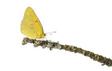 Side View Of A Clouded Sulphur On A Branch, Colias Philodice
