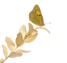 Side View Of A Clouded Sulphur On A Plant, Colias Philodice