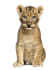 Wall Mural - Lion cub sitting, looking at the camera, 7 weeks old, isolated