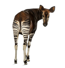Rear View Of An Okapi, Looking Back At The Camera