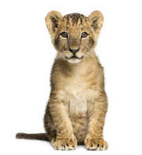 Lion Cub Sitting, Looking At The Camera, 10 Weeks Old, Isolated