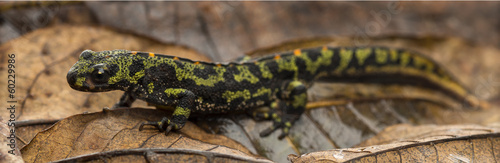 Fotografie, Obraz Marbled newt on an autumn leaf, Triturus marmoratus