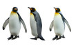 Three imperial penguins on a white background