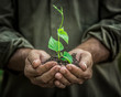 Young plant in old hands against green background