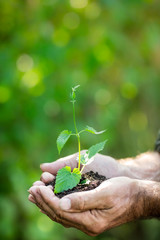 Canvas Print - Young plant in hands against green background