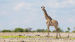 © michaklootwijk - Giraffe in Etosha, Namibia