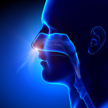 Sinuses - Breathing / Human Anatomy