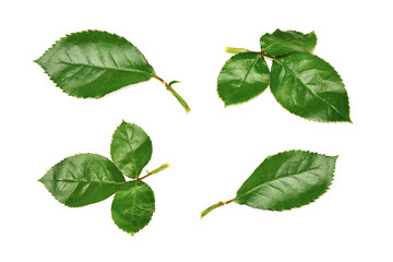 Wall Mural - rose leaves