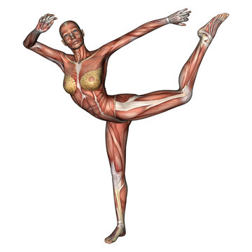 Female Anatomy Figure
