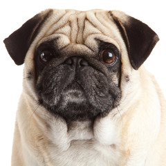 Wall Mural - pug dog isolated on a white background