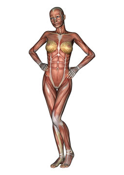 Female Anatomy Figure