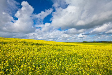 Wall Mural - Oilseed Rape, Canola, Biodiesel Crop