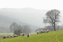 Healthy Sheep And Livestock, Idyllic Rural, UK