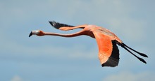 Flying  Flamingo