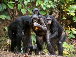 Wall Mural - chimpanzee bonobo ( pan paniscus)