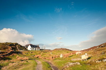 Wall Mural - Farmland, Scotland.