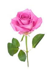 Wall Mural - flowers