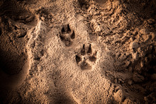Dog's Foot Prints In The Sand