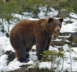 Wall Mural - brown bear in the woods in winter