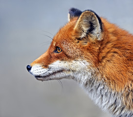 Wall Mural - fox portrait in natural habitat