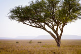 Fototapeta Sawanna - Leopard in a tree