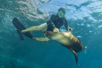 sea lion underwater looking at you