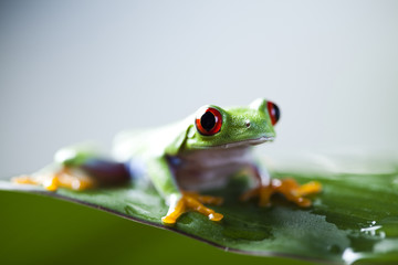 Tree frog