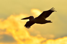 Pelican Silhouette In The Sunset Light